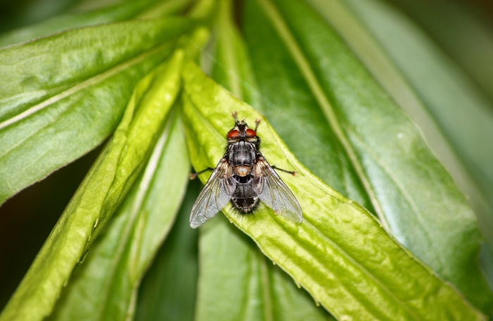 Tachinidae